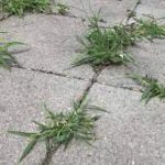 Weeds in Patio, Driveways