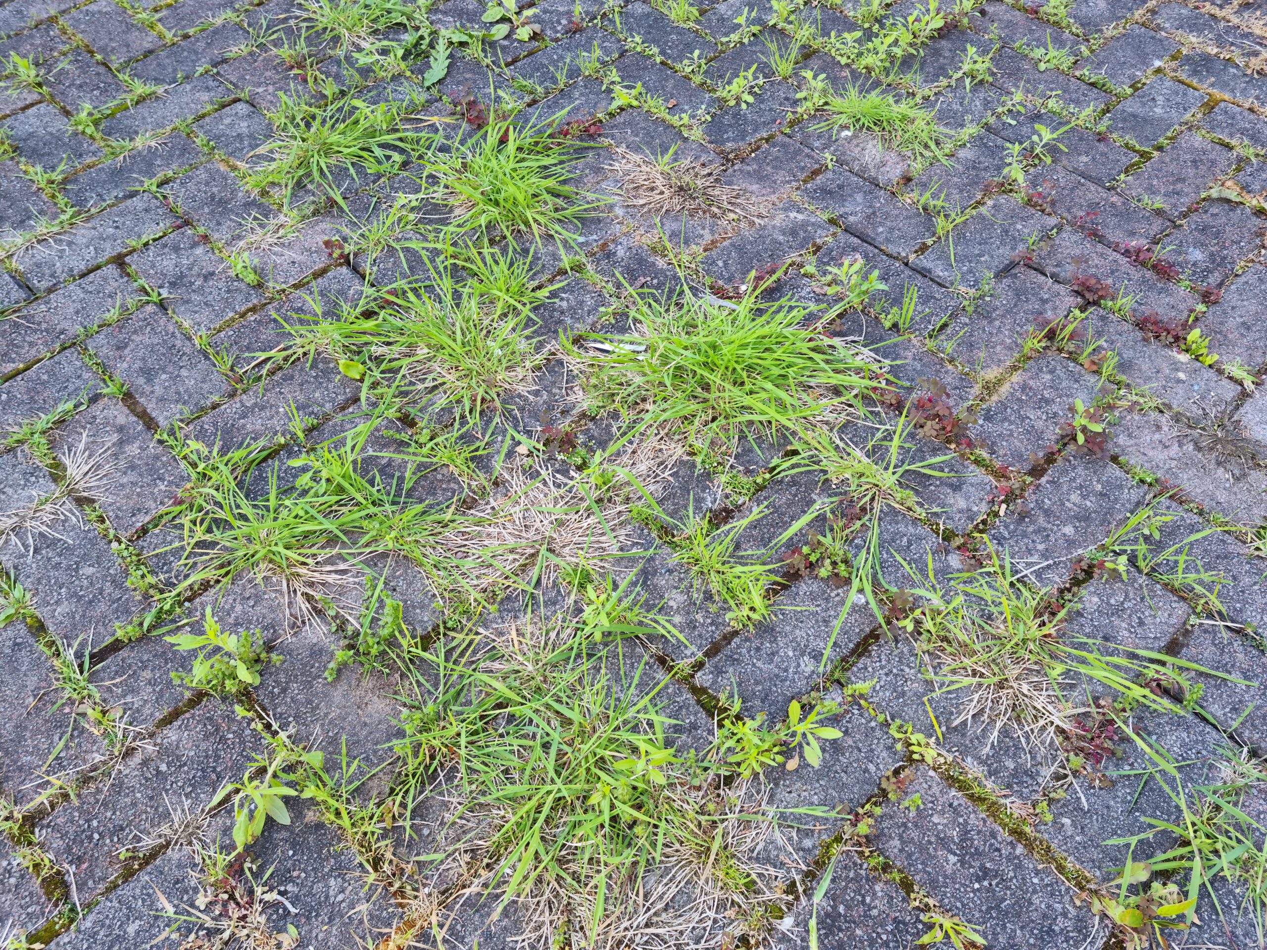 Weeds in Patio, Driveways